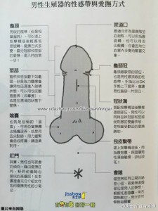 男性生殖器敏感带与抚摸方法